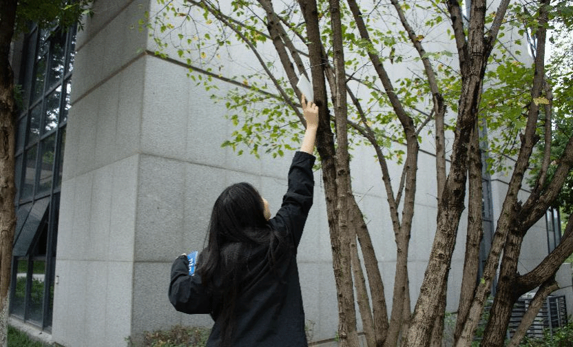 图为同学在树枝上寻得卡片